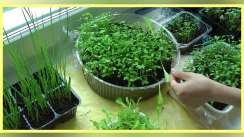 'OShXONADA KO`KAT O`STIRAMIZ! 'ning rasmi