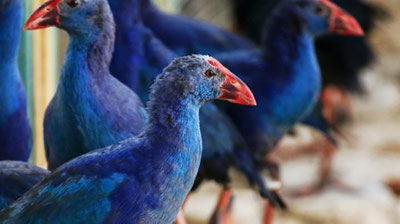 'TOShKENT HAYVONOT BOG`I YaNGI JONIVORLAR BILAN TO`LDIRILDI (FOTO)'ning rasmi