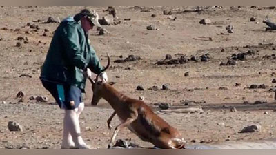 'Noma`lum sayyoh antilopani qutqarib qoldi (Video)'ning rasmi