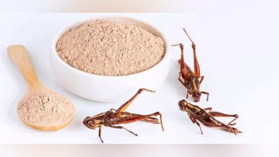 'Қашқадарёлик тадбиркор чигирткадан ун ишлаб чиқармоқчи'ning rasmi