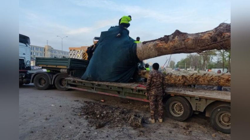 'Toshkentda erusti metro liniyasi qurilayotgani sababli daraxtlar ko`chirilmoqda'ning rasmi
