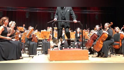 Изрображение 'В Стамбуле кошка вышла на сцену во время концерта и стала гвоздем программы (видео)'