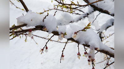 Изрображение 'Эксперты подсчитали ущерб урожаю фруктов во время двух волн заморозков в Узбекистане'