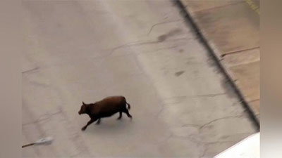 '​Amerikaning Sent-Luis shahri qushxonasidan 6 ta sigir qochib ketdi (video)'ning rasmi