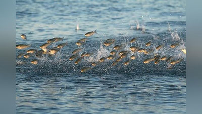 'Minglab baliqchalar “parvoz” qilishdi (Video)'ning rasmi