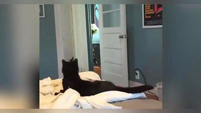 'Mushukvoy egasining yo`qolib qolganidan qattiq havotirga tushdi (Video)'ning rasmi