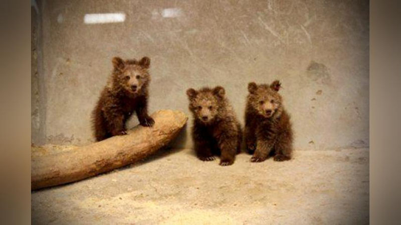 Изрображение 'В Ташкентском зоопарке родились медвежата-тройняшки'