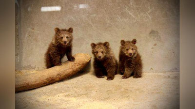 Изрображение 'В Ташкентском зоопарке родились медвежата-тройняшки'