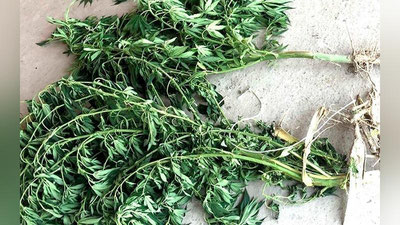 'Rishtonda 110 tup giyohvandlik o`simliklarini parvarish qilgan shaxs aniqlandi'ning rasmi