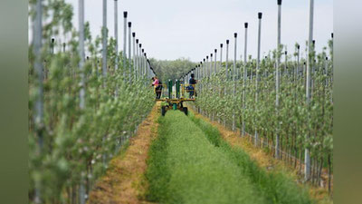 'Farg`onada qancha intensiv bog` barpo etildi? Qishloq xo`jaligi vazirligi ma`lumot berdi'ning rasmi