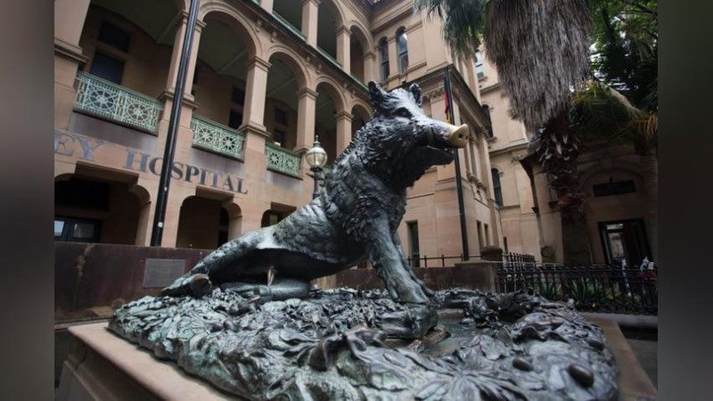 'AQShlik olimlar cho`chqa jigarini ilk bor inson qonini tozalashda ishlatishdi'ning rasmi