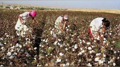 'Xalq ta`limi vazirligi o`qituvchilarni paxta terimiga jalb etish taqiqlanganligini yana bir bor eslatdi'ning rasmi