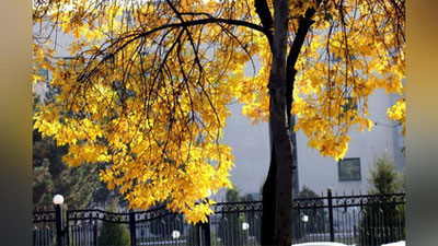 '"O`zgidromet" bugun qanday ob-havo bo`lishini ma`lum qildi'ning rasmi