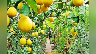 '2020 yilda O`zbekiston 7,1 ming tonna limon eksport qildi. Etkazib berishda qaysi viloyat etakchi bo`lgan?'ning rasmi