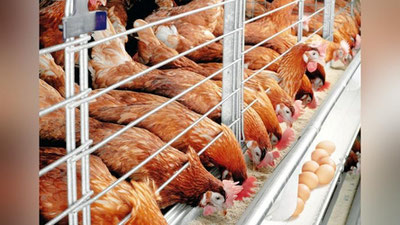 'Toshkent viloyatida Vengriya kompaniyasi bilan hamkorlikda parrandachilik klasteri tashkil etiladi'ning rasmi