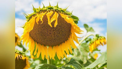 'Andijonlik o`quvchi qiz kungaboqarning yangi navini yaratdi'ning rasmi
