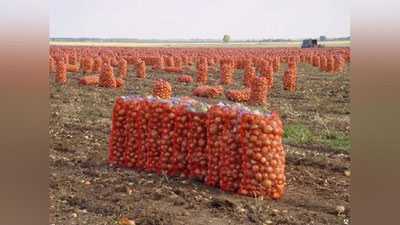 '"O`zbekoziqovqatxolding" piyozni 1 200 so`mdan sotib oladi'ning rasmi