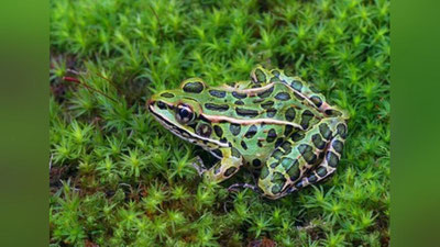 'Ko`pchilik bilmaydigan qiziqarli faktlar 'ning rasmi