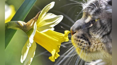 'Shimoliy yarim sharga ko`klam fasli tashrif buyurdi (Foto) 'ning rasmi