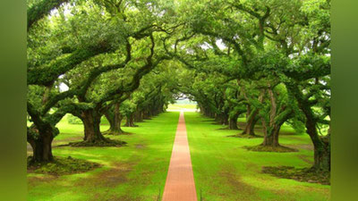 'Er yuzidagi daraxtlar soni hisoblab chiqildi'ning rasmi