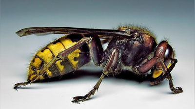 Изрображение 'ШЕРШНИ ЗАКУСАЛИ ДО СМЕРТИ ПОЖИЛУЮ ЯПОНКУ'