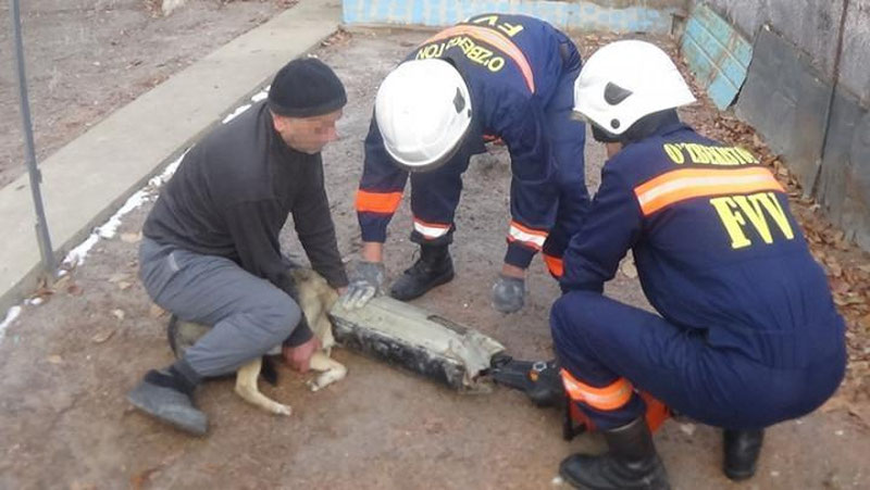 'IT QUTQARIB QOLINDI'ning rasmi