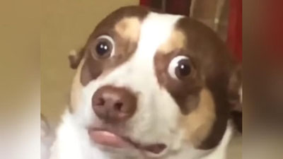 Изрображение 'СОБАКА С МОРДОЙ УБИЙЦЫ ВЫЗВАЛА ВОСТОРГ В СЕТИ (ВИДЕО)'