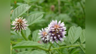 'Qizilmiyaga nega “mo``jizakor o`simlik” deya ta`rif beriladi?'ning rasmi