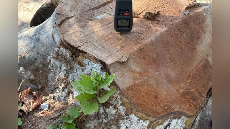 'Toshkentda ikkita chinor noqonuniy kesildi. Tabiatga 200 million so`mdan ortiq zarar etkazilgan'ning rasmi