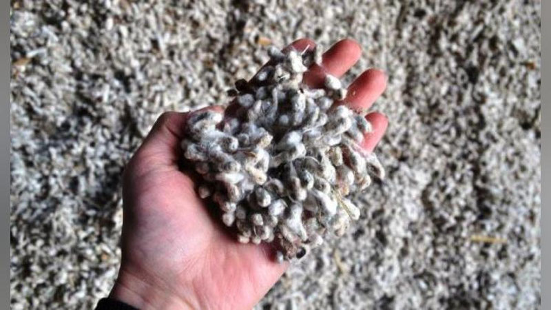 'Сурхондарёда бир гуруҳ пахта саноати ходимлари устидан жиноий иш очилди'ning rasmi