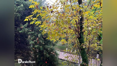 'Bugun O`zbekistonning ko`plab hududlarida yomg`ir yog`adi'ning rasmi