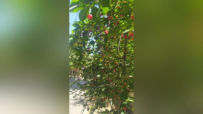 Изрображение 'В Ташкенте сегодня потеплеет до +33'