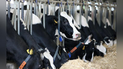 'Bugun o`zbekistonlik fermerlar qoramollarni qanday ozuqalar bilan boqmoqda?'ning rasmi