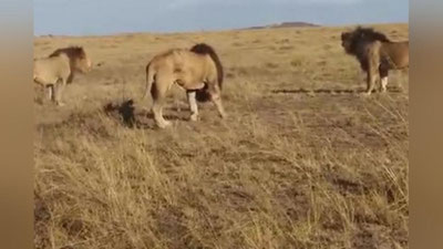 'Keniyada ikki yosh arslon qari arslonga qarshi olishuvga kirishishdi (Video) 'ning rasmi