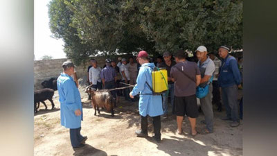 'Қашқадарё вилоятидаги ҳайвон бозорларида дезинфекция тадбирлари бўлиб ўтмоқда'ning rasmi