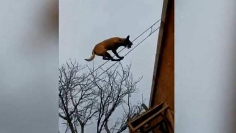 Изрображение 'ПЕС-КАНАТОХОДЕЦ ПОКОРИЛ ИНТЕРНЕТ (ВИДЕО)'