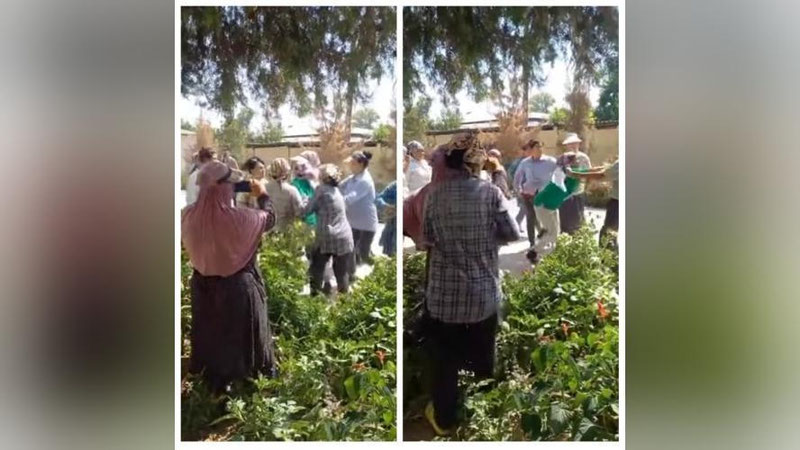'Quyi Chirchiqda ish haqini vaqtida ololmagan chopiqchilar klaster bilan janjallashdi (video)'ning rasmi