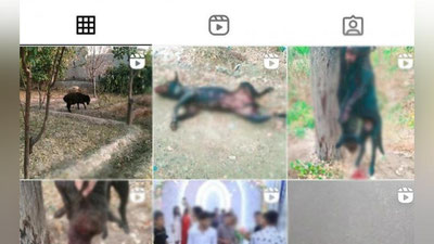 'Buxoroda fuqaro qarovsiz itlarni yog`och bilan urib o`ldirgani va sim bilan ularni daraxtga osib qo`ygani aniqlandi'ning rasmi