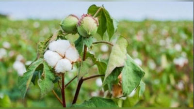 'Qishloq xo`jaligi vazirligi paxta terimi bo`yicha narxlar haqidagi xabarlarni rad etdi'ning rasmi