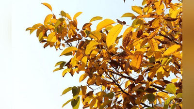 'Ertangi kun ob-havo ma`lumoti e`lon qilindi'ning rasmi