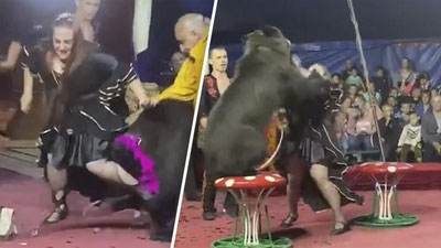 Изрображение 'Нападение медведя на российских дрессировщиков в цирке попало на видео'