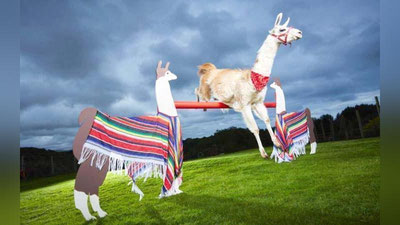 'Rekord o`rnatgan lama'ning rasmi