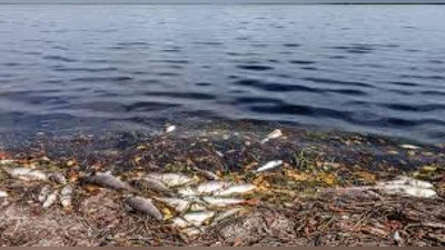 'Mayami zaharli suv o`tlari bilan to`lmoqda'ning rasmi