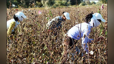 '​BARChA TALABA, O`QITUVChI VA TIBBIYoT XODIMLARI PAXTA TERIMIDAN QAYTARILADI'ning rasmi