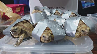 'Gonkongda noqonuniy toshbaqalar savdosining oldi olindi 'ning rasmi