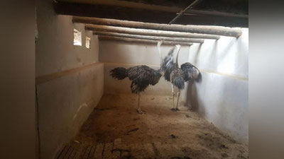 'Ҳозирча туяқуш, кейингиси кенгуру...'ning rasmi