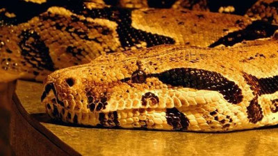 'Videoshok: Indoneziyada bo`g`ma ilon ayolni butunlay yutib yubordi (18+)'ning rasmi