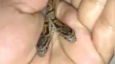 '​AQShda ikki boshli ilon tutib olindi(Video)'ning rasmi