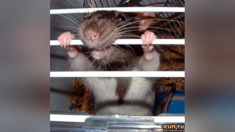 'Аргентинада полиция омборидан ярим тонна гиёҳванд моддалар йўқолганини сичқонларга ағдаришди'ning rasmi