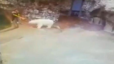 Изрображение 'Уборщица в зоопарке прогнала белого медведя веником (видео)'